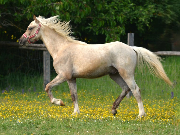 Welsh-B Hengst 1 Jahr 137 cm Palomino in Rennertshofen