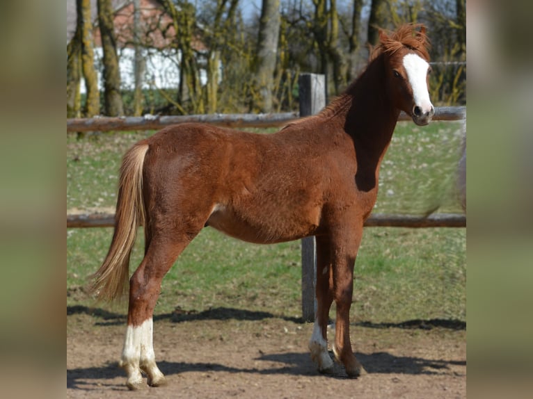 Welsh-B Hengst 1 Jahr 137 cm Palomino in Rennertshofen