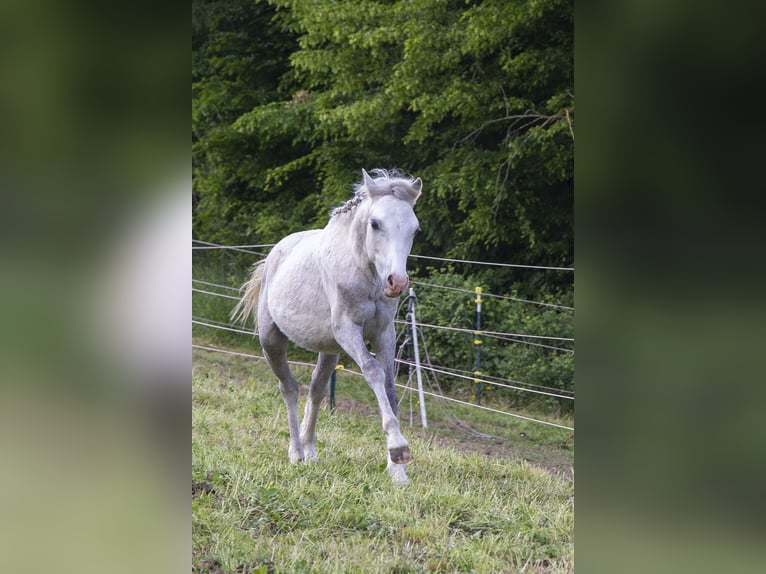 Welsh-B Hengst 1 Jahr Schimmel in W&#xF6;rth an der Donau
