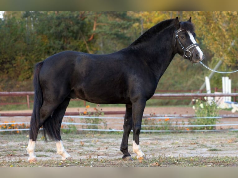 Welsh-B Hengst 20 Jahre 125 cm Rappe in Riga