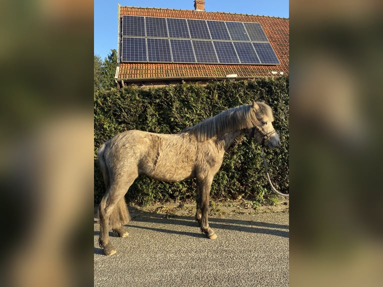 Welsh-B Hengst 2 Jaar 120 cm Palomino in Neuenhaus