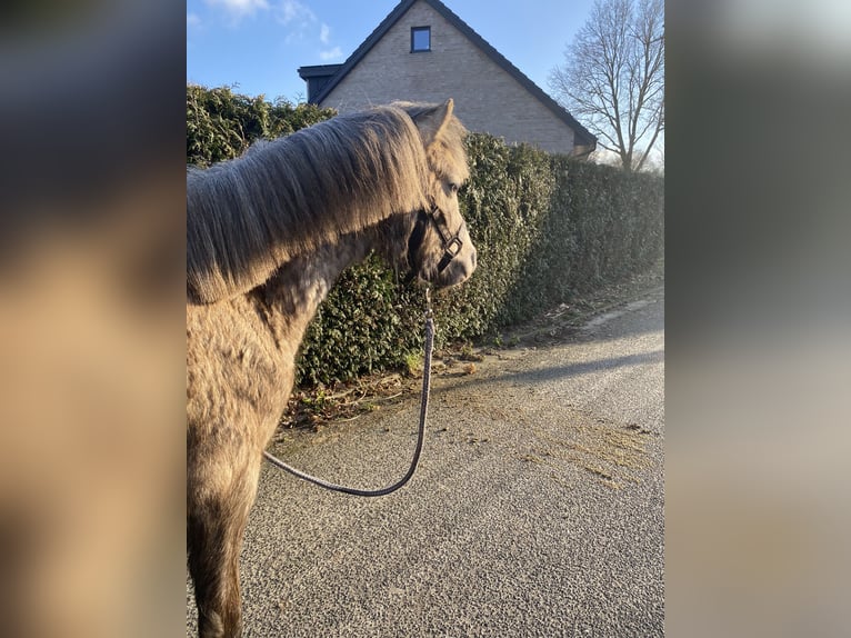 Welsh-B Hengst 2 Jaar 120 cm Palomino in Neuenhaus