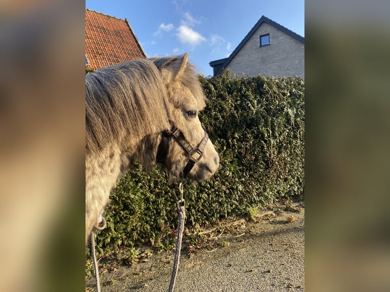 Welsh-B Hengst 2 Jaar 120 cm Palomino in Neuenhaus