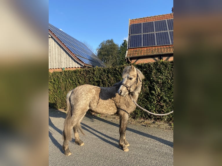 Welsh-B Hengst 2 Jaar 120 cm Palomino in Neuenhaus