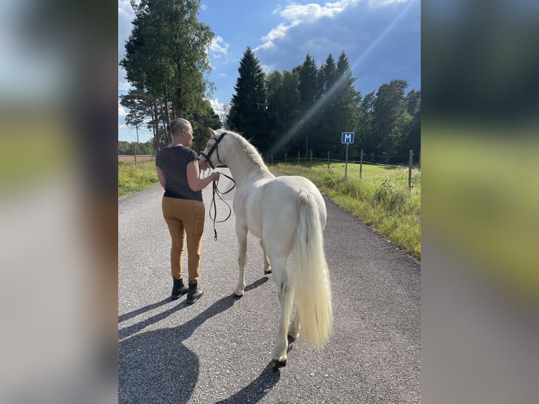 Welsh-B Hengst 2 Jaar 128 cm Cremello in Str&#xF6;msn&#xE4;sbruk