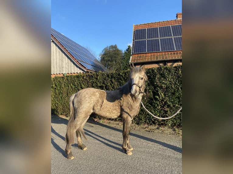 Welsh-B Hengst 2 Jahre 120 cm Palomino in Neuenhaus