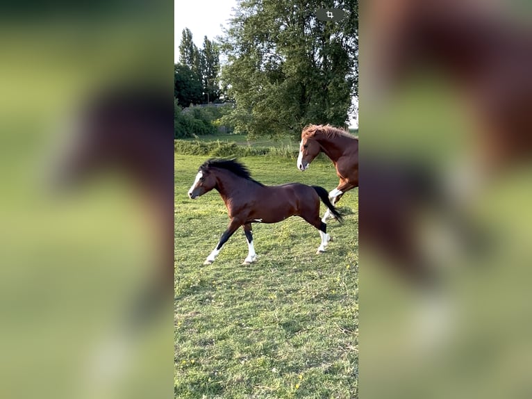 Welsh-B Hengst 2 Jahre 120 cm Rotbrauner in le plessis patte d&#x27;oie