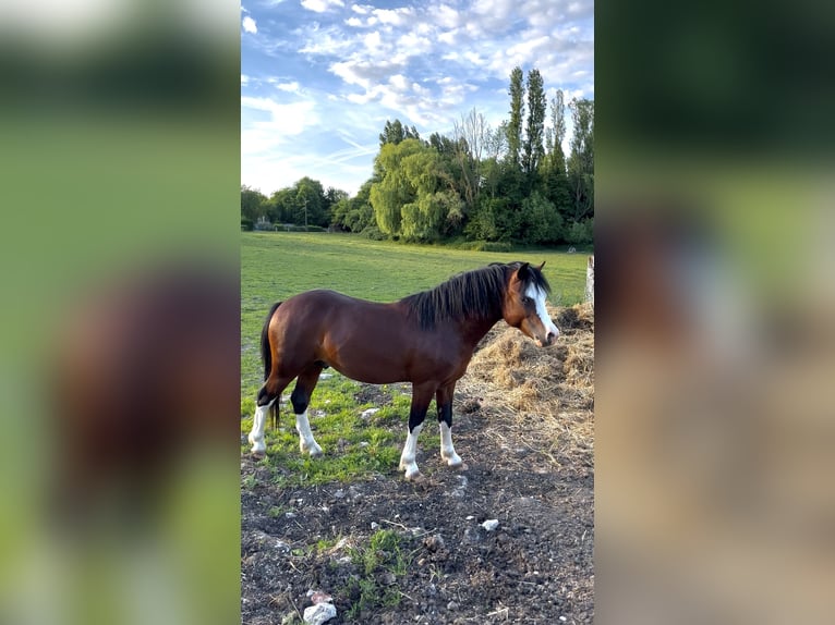 Welsh-B Hengst 2 Jahre 120 cm Rotbrauner in le plessis patte d&#x27;oie