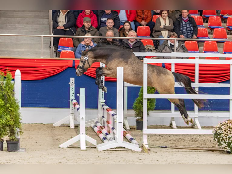 Welsh-B Hengst 2 Jahre 128 cm Buckskin in WardenburgWardenburg