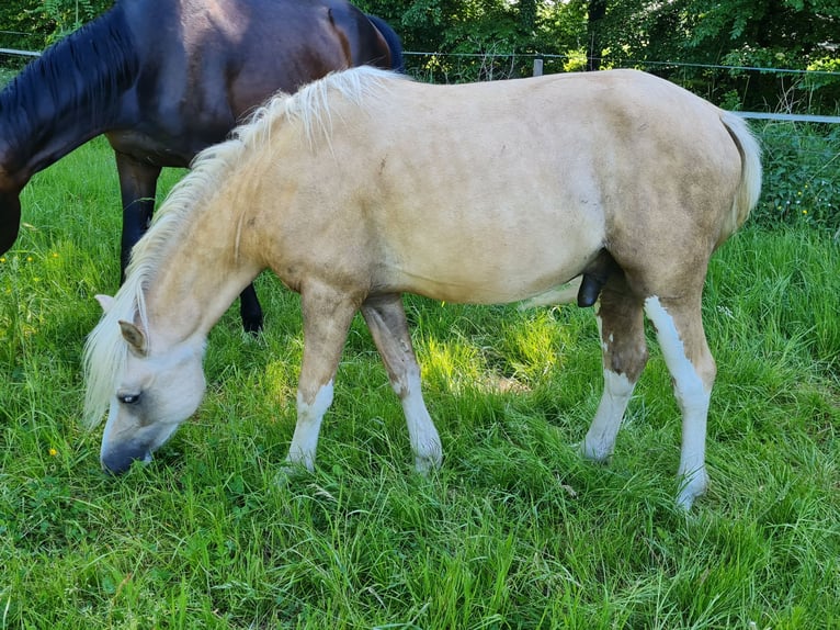 Welsh-B Hengst 2 Jahre 130 cm Palomino in Ostbevern