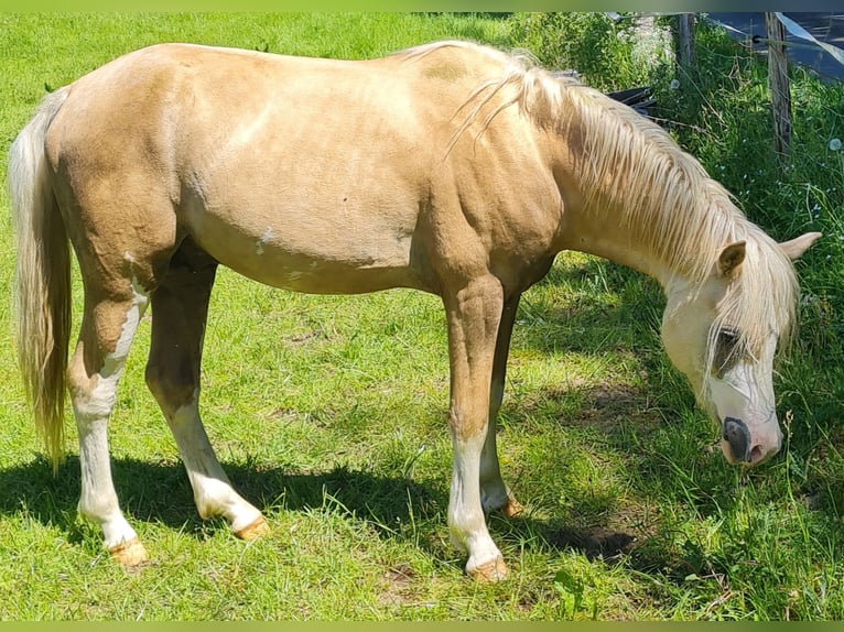 Welsh-B Hengst 2 Jahre 130 cm Palomino in Ostbevern