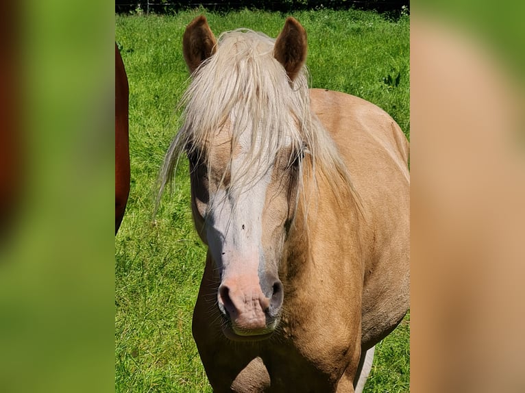 Welsh-B Hengst 2 Jahre 130 cm Palomino in Ostbevern