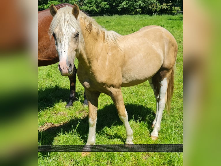 Welsh-B Hengst 2 Jahre 130 cm Palomino in Ostbevern