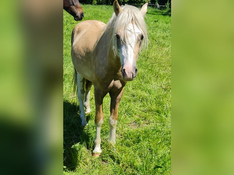 Welsh-B Hengst 2 Jahre 130 cm Palomino in Ostbevern