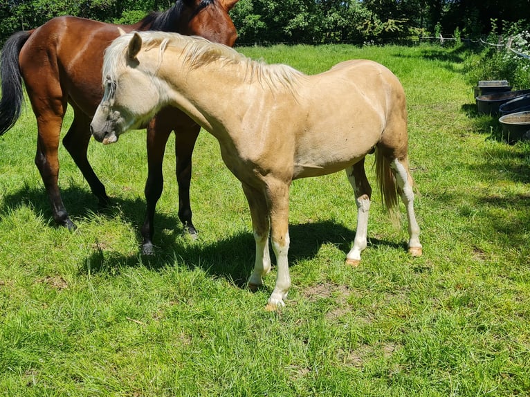 Welsh-B Hengst 2 Jahre 130 cm Palomino in Ostbevern