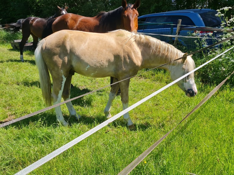 Welsh-B Hengst 2 Jahre 130 cm Palomino in Ostbevern