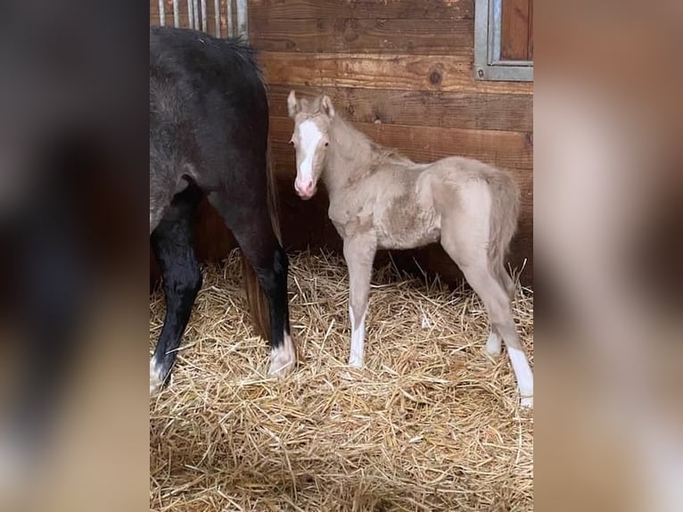 Welsh-B Hengst 2 Jahre 130 cm Perlino in Wilnsdorf
