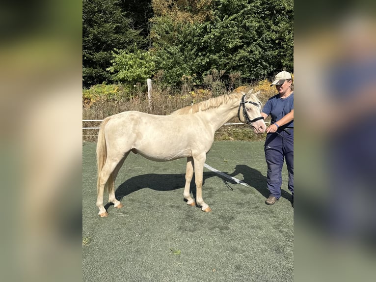Welsh-B Hengst 2 Jahre 130 cm Perlino in Wilnsdorf