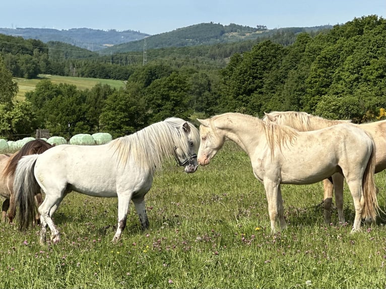 Welsh-B Hengst 2 Jahre 130 cm Perlino in Wilnsdorf