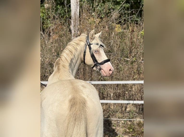 Welsh-B Hengst 2 Jahre 130 cm Perlino in Wilnsdorf
