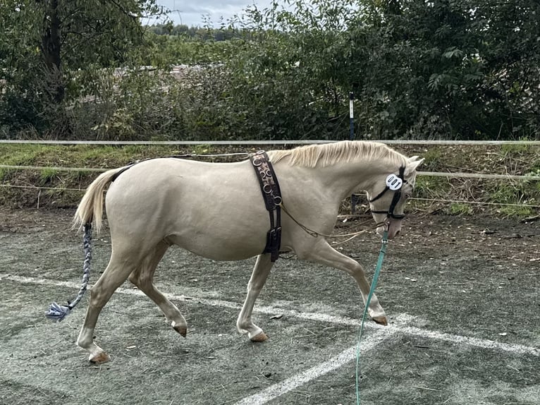 Welsh-B Hengst 2 Jahre 130 cm Perlino in Wilnsdorf