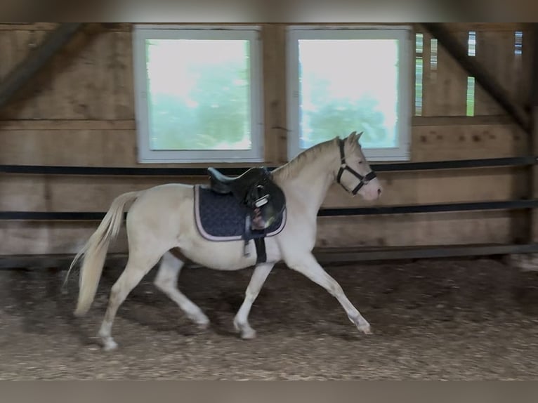 Welsh-B Hengst 2 Jahre 130 cm Perlino in Wilnsdorf