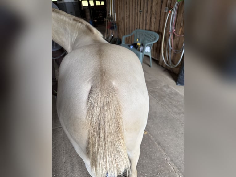 Welsh-B Hengst 2 Jahre 130 cm Perlino in Wilnsdorf