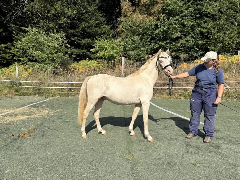 Welsh-B Hengst 2 Jahre 130 cm Perlino in Wilnsdorf