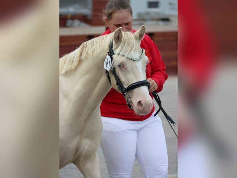 Welsh-B Hengst 2 Jahre 130 cm Perlino in Wilnsdorf