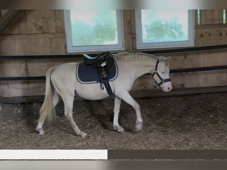 Welsh-B Hengst 2 Jahre 130 cm Perlino in Wilnsdorf