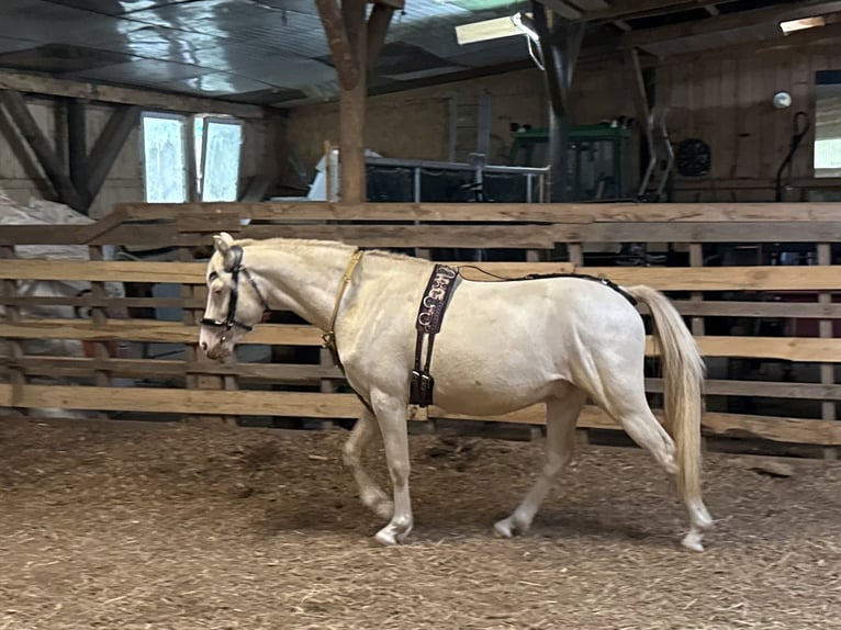 Welsh-B Hengst 2 Jahre 130 cm Perlino in Wilnsdorf