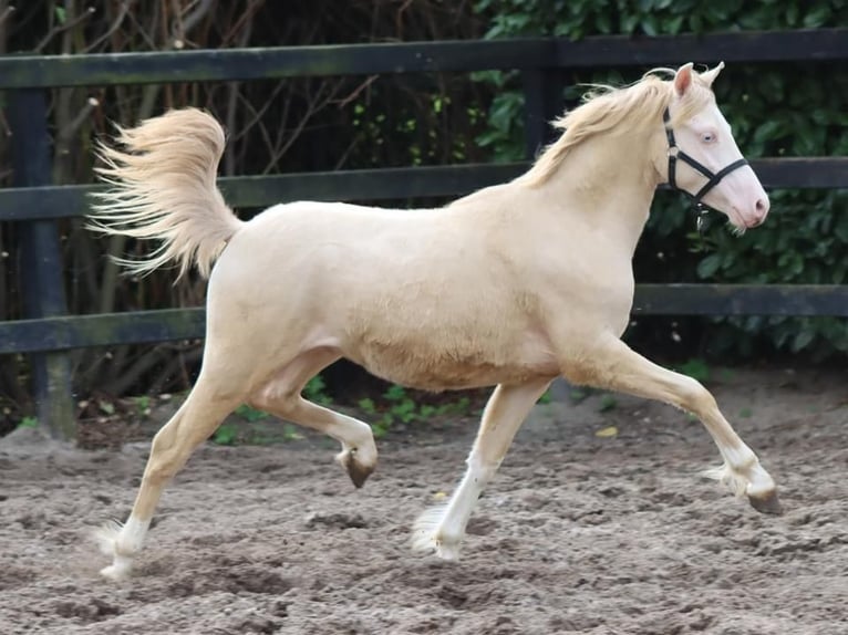 Welsh-B Hengst 2 Jahre 130 cm Perlino in Wilnsdorf