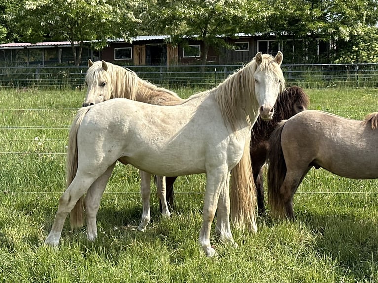 Welsh-B Hengst 2 Jahre 130 cm Perlino in Wilnsdorf