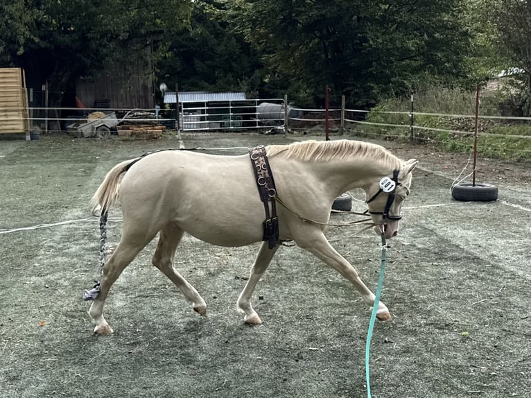 Welsh-B Hengst 2 Jahre 130 cm Perlino in Wilnsdorf