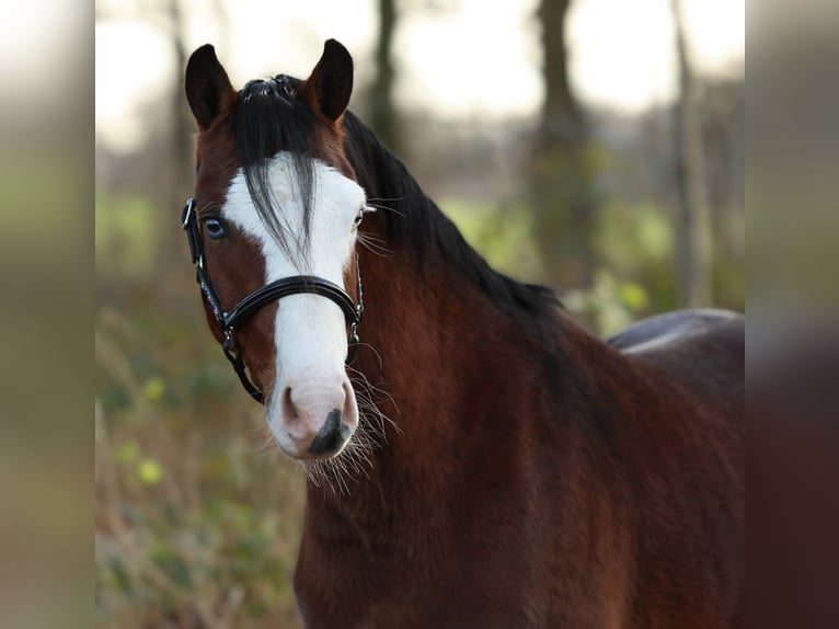 Welsh-B Hengst 2 Jahre 131 cm Brauner in Aalten