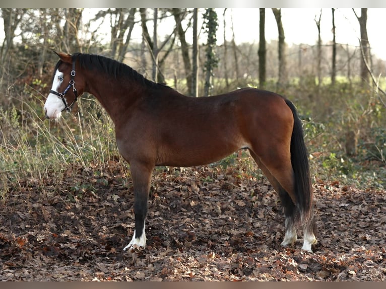 Welsh-B Hengst 2 Jahre 131 cm Brauner in Aalten