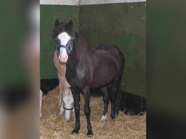 Welsh-B Hengst 2 Jahre Rappe in Herzberg