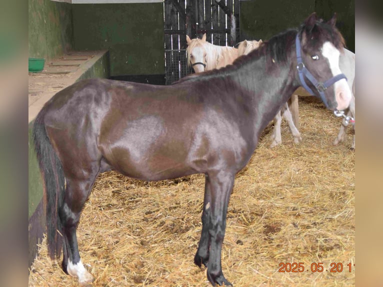 Welsh-B Hengst 2 Jahre Rappe in Herzberg