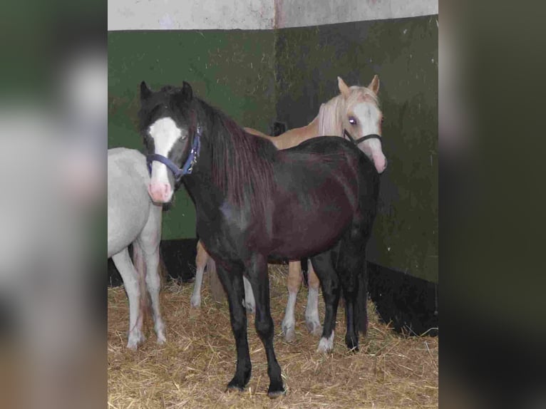 Welsh-B Hengst 2 Jahre Rappe in Herzberg