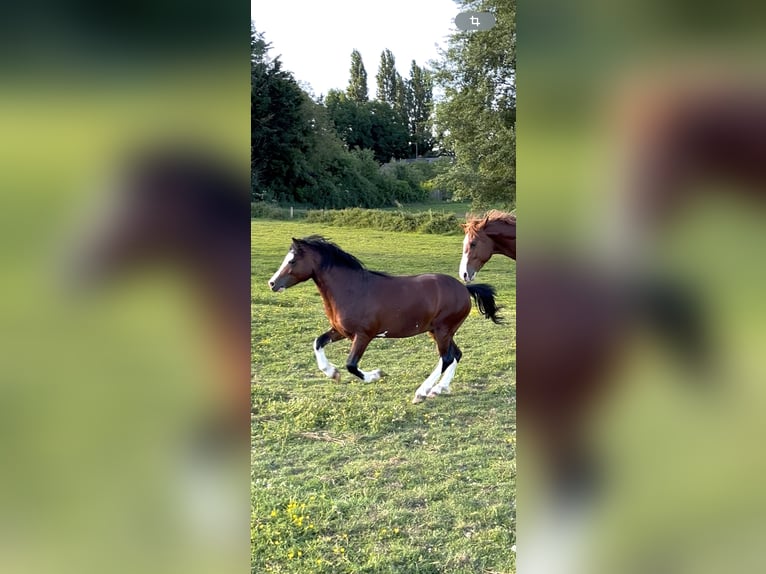 Welsh-B Hengst 3 Jaar 120 cm Roodbruin in le plessis patte d'oie