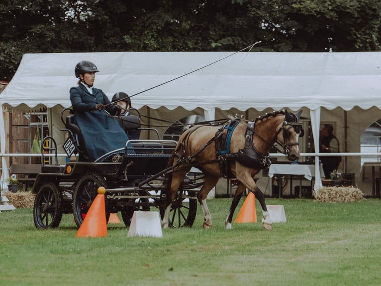 Welsh-B Hengst 3 Jaar 125 cm Perlino in Heimsen