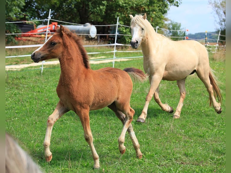 Welsh-B Hengst 3 Jaar 127 cm Vos in Dischingen