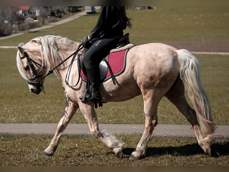 Welsh-B Hengst 3 Jaar 127 cm Vos in Dischingen