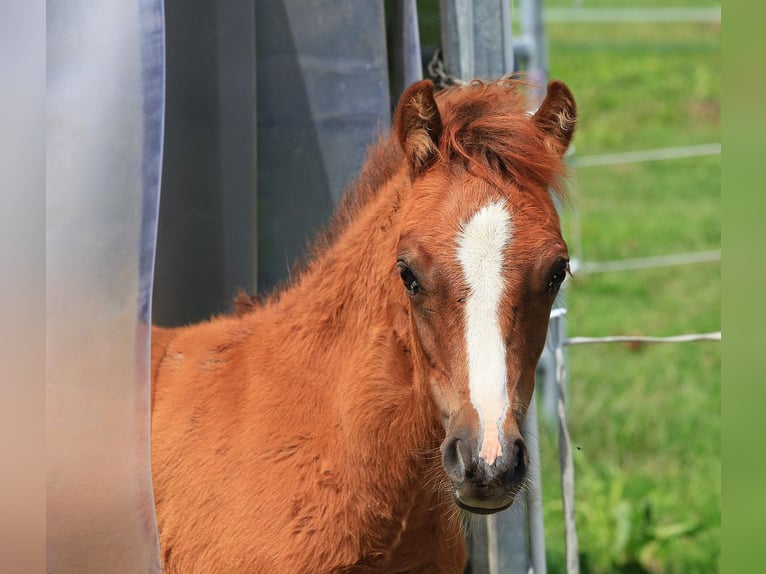 Welsh-B Hengst 3 Jaar 127 cm Vos in Dischingen