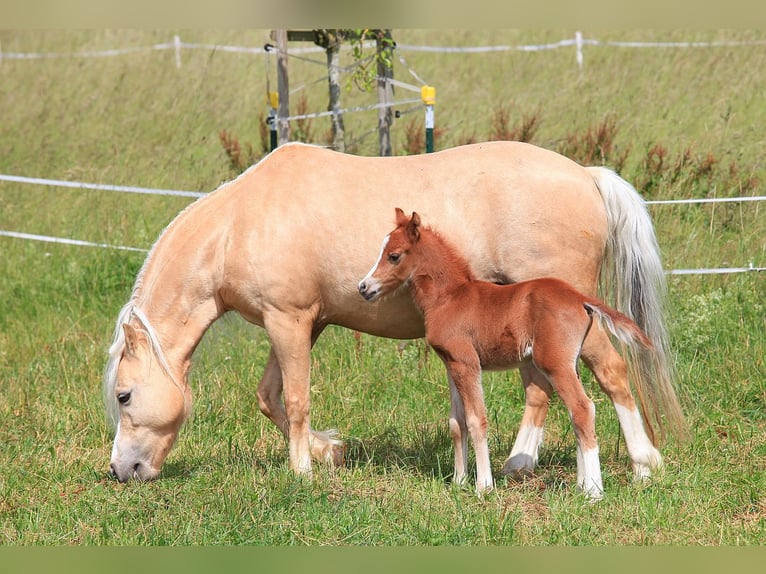 Welsh-B Hengst 3 Jaar 127 cm Vos in Dischingen