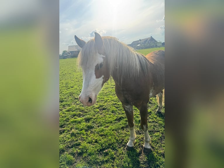 Welsh-B Hengst 3 Jaar 130 cm in De Mortel