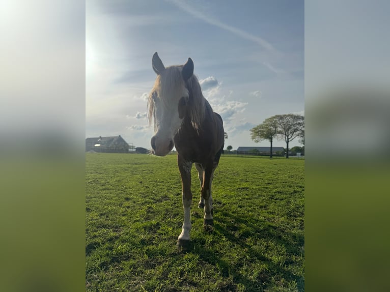 Welsh-B Hengst 3 Jaar 130 cm in De Mortel