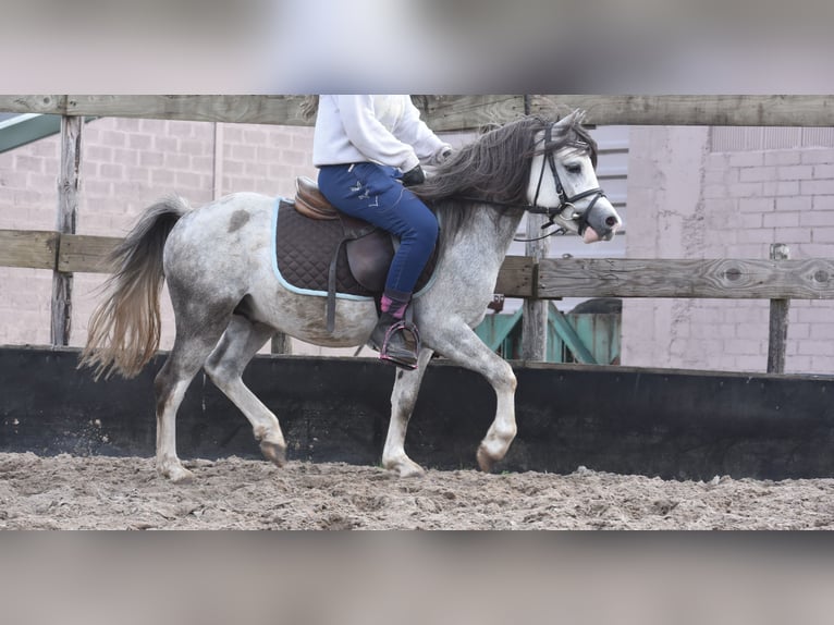 Welsh-B Hengst 3 Jahre 120 cm Schimmel in Achtmaal