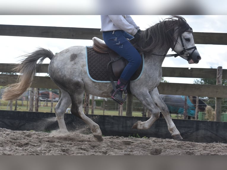 Welsh-B Hengst 3 Jahre 120 cm Schimmel in Achtmaal
