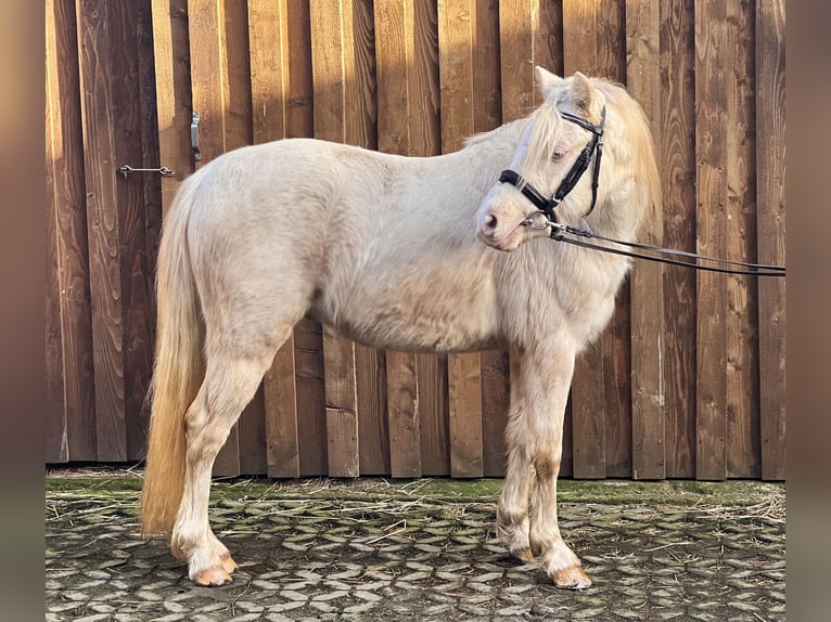 Welsh-B Hengst 3 Jahre 125 cm Perlino in Heimsen